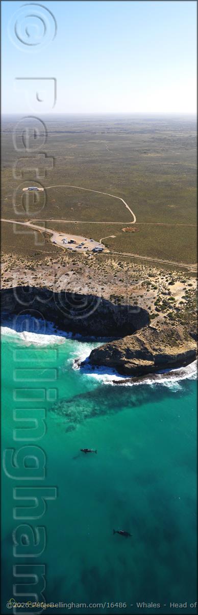 Peter Bellingham Photography Whales - Head of Bight - SA V (PBH3 00 28950)